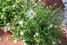 つぼみも可愛い