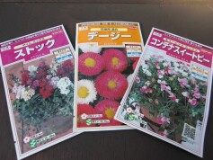 春まきの花たち