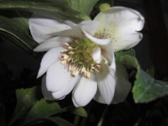 クリスマスローズ　チェリッシュシリーズ