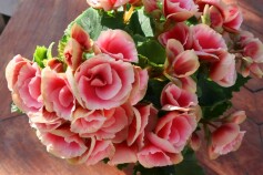 リーガースベゴニア(オープンまであと6日！)