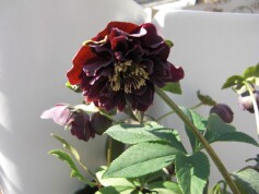 シックなクリスマスローズ（オープンまであと4日！）