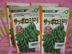 エダマメ‘サッポロミドリ’