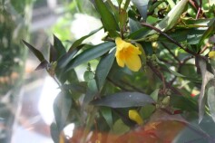 カロライナジャスミン