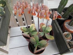 カランコエ‘リンリン’