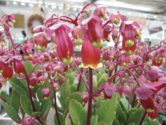 カランコエ‘ウェンディー’