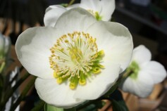 クリスマスローズ　‘ニゲル’