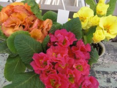 プリムラ　ジュリアン