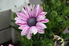 ディモルフォセカ