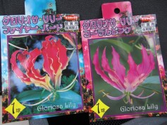 グロリオサの球根