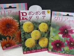 ダリアの球根