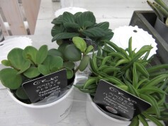 観葉植物　ペペロミアシリーズ