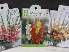 グラジオラスの球根