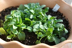 ビオラで春先どり