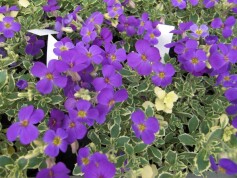 オーブリエチア