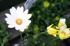 キララ　ホワイト