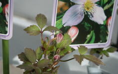 クレマチス＊モンタナ系＊入荷しました！