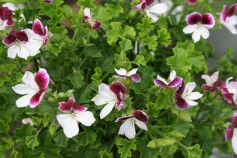 ペラルゴニウム