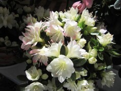 久留米ツツジ‘レッジーナ’