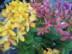 エピデンドルム