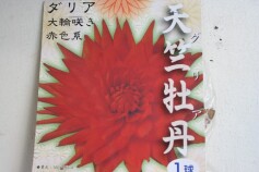 ダリア　大輪咲き球根　入荷