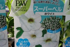 スーパーベル® ‘ホワイト’
