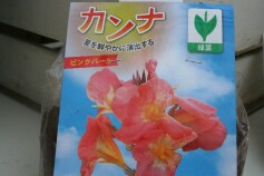 春植え球根　カンナ