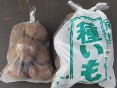 種いも‘レッドムーン’