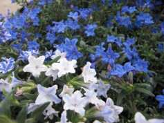 ミヤマホタルカズラ