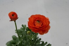 ラナンキュラス