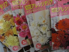 切り花アレンジダリアの球根