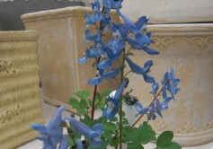 エゾエンゴサク