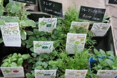 ハーブ苗