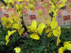 うさみみビオラ