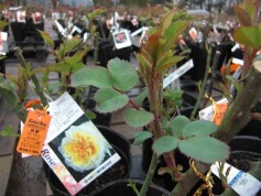 苗木売場オープン！！