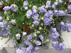 カンパニュラ　ブルーワンダー