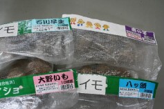 サトイモの種イモが入荷しました！