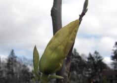 黄色のモクレン