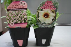 ペチュニアの新品種