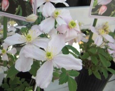 クレマチス　モンタナ系