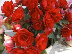 エラチオールベゴニア　‘グレース’