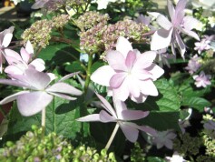 アジサイ　‘ダンスパーティー’