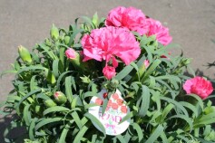 母の日にはカーネーション