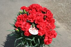 ポットカーネーション　‘レッチーノ’