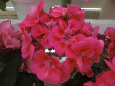 ゼラニウム　キャンディーシリーズ