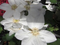 クレマチス‘白雪姫’