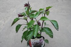 サルビア　‘ファイヤーセンセーション’