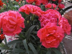 ポットカーネーション‘ミーティア’