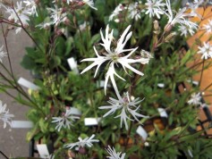 ‘ホワイトロビン’