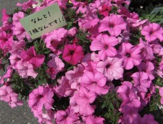 サフィニアマックス