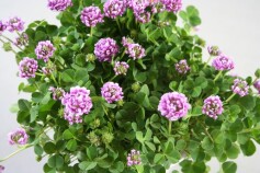 カトレアクローバー